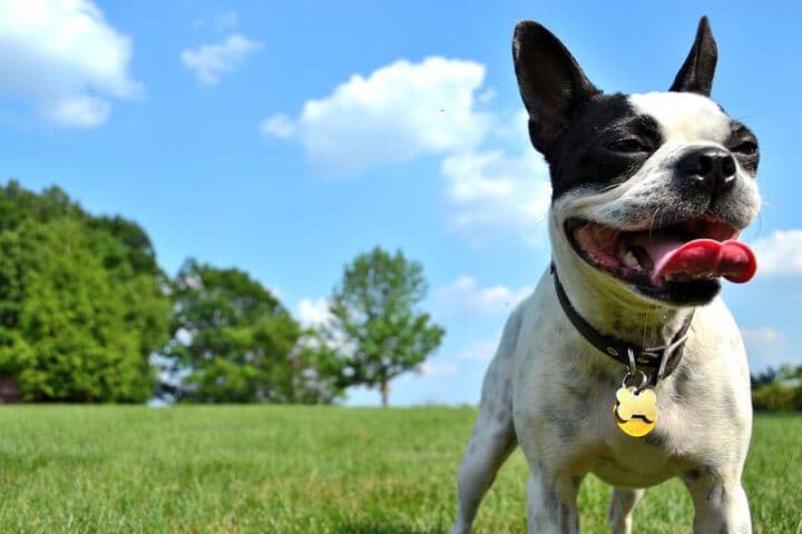 Pet Friendly 33 of 59
